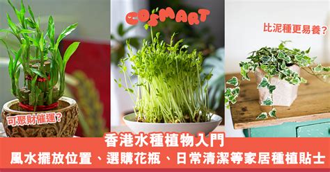 泥種植物風水|【風水樹種植位置】泥種植物風水2022 